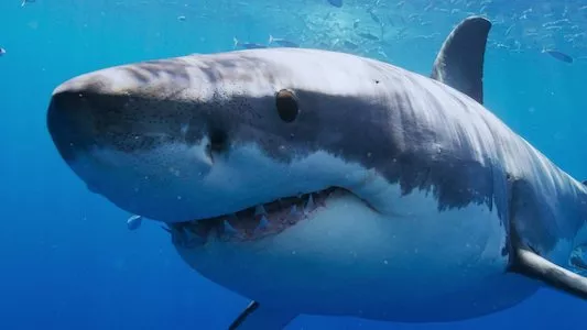 Image All the Sharks 4