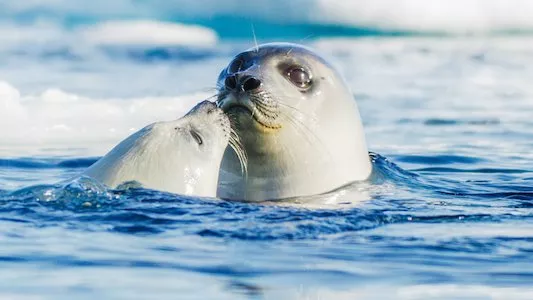Image Planeta helado II 2