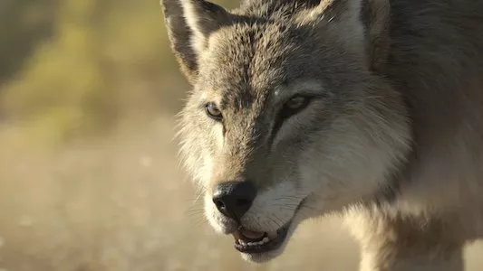 Image Prehistoric Planet (2022) 5